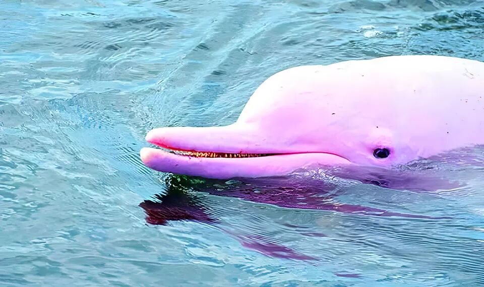 Begin your spotting day with Laos’ tranquil ambiance